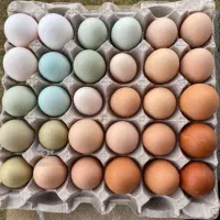 تخم مرغ نطفه دار از چند نژاد معروف