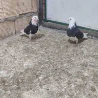 کبوتر گوره مهر|پرنده|کوهدشت, |دیوار