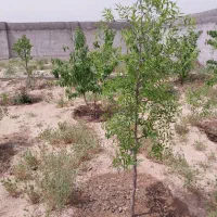 زمین باغی|فروش زمین و ملک کلنگی|مشهد, درزآب|دیوار