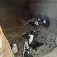 ۷ عدد کفتر