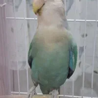 برزیلی مولد