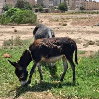 خر الاغ جوان ماده