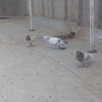 شامی نر هفرنگ خط ی|پرنده|الوند, |دیوار