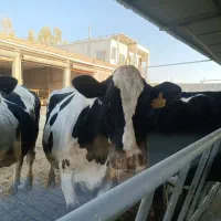 استخدام در دامداری شرکت معتبر