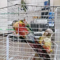 نروماده طوطی گرنچیک وملنگو|پرنده|تربت‌حیدریه, شهرک ولیعصر|دیوار
