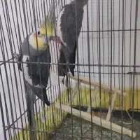 طوطی عروس|پرنده|الوند, |دیوار