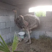 فروش شتر مرغ