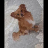 سگ پامر روباهی اصل