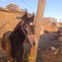 اسب|اسب و تجهیزات اسب‌سواری|فلارد, |دیوار