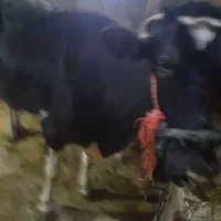 گاو شیری آبستن|حیوانات مزرعه|دهگلان, |دیوار