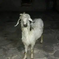 بره ماده