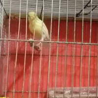 قناری ماده معاوضه