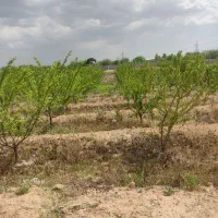 زمین باغ|فروش زمین و ملک کلنگی|رباط‌کریم, کاظم‌آباد|دیوار