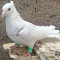کفتر طوقی|پرنده|مبارکه, |دیوار