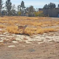 سگ گله|سگ|مشهد, چهاربرج|دیوار