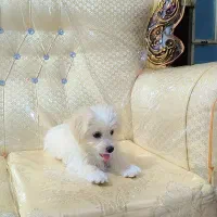 سگ شیتزو عروسکی فوق العاده دوستداستنی