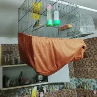قناری مست|پرنده|شیراز, تل حسین‌آباد|دیوار