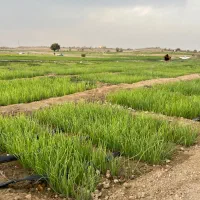 نشا پیاز آماده