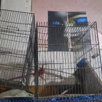 لوازم خونگی استوک|حراج|قم, شاه ابراهیم|دیوار