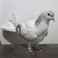 ساده لایی صید