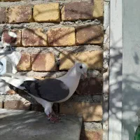 شون سیاه ماده