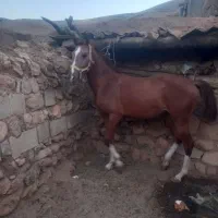 سلام هر عزیزی خاست در خدمت هستیم