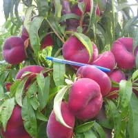 بزرگترین مجموعه تخصصی انواع نهال|خدمات باغبانی و درختکاری|مرند, |دیوار