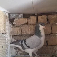 ساده یا چادری نر|پرنده|بومهن, |دیوار