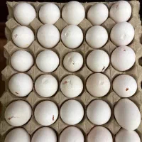 تخم مرغ فقط 249