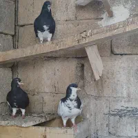 خوشرنگ سیاه گلدار|پرنده|شیراز, سایت اداری|دیوار