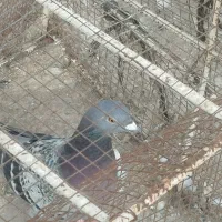 کفتر پرشی و جوجه|پرنده|نیشابور, ریوند|دیوار