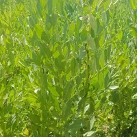 فروش 500متر زمین تجاری مسکونی