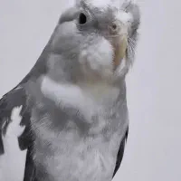 عروس هلندی نر|پرنده|مشگین شهر, |دیوار