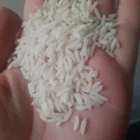 برنج اعلا هاشمی سورتینگ زده.محصول خودم
