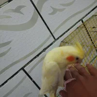 فروش جفت عروس پاریس مولد ودستی