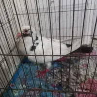 فروش کبوتر آلمانی