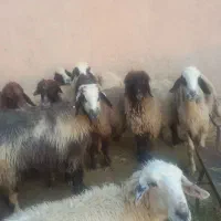 میش داشتی