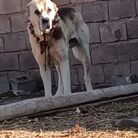 سگ گله ۳سال نیم