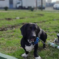 سگ نژاد کمیاب انگلیسی