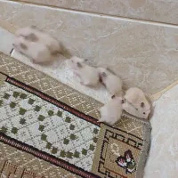 بچه همستر|موش و خرگوش|زرند, |دیوار