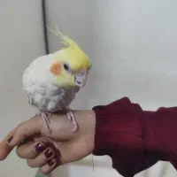 عروس هلندی لوتینو