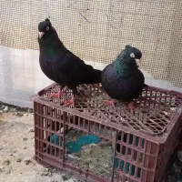 یک جفت زاغ آبادانی  نروماده