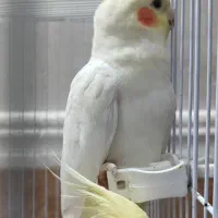 جوجه عروس هلندی|پرنده|باوی, |دیوار