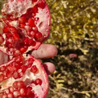 انار ترک خرده واسه رب انار|خوردنی و آشامیدنی|شاهین‌شهر, گرگاب|دیوار