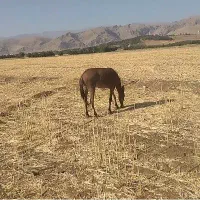 قاطر|حیوانات مزرعه|الشتر, |دیوار