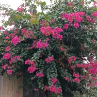گل کاغذی صورتی . گلدانی