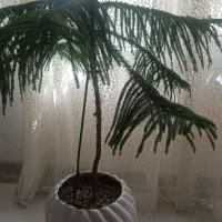 کاج مطبق