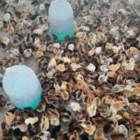 جیجه سه روزه