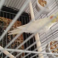 عروس هلندی تقریبا دستی