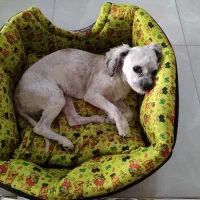 پانسیون نگهداری و آموزشی سگ|خدمات پیشه و مهارت|فردیس, شهرک ناز|دیوار